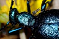 Meloe violaceus
