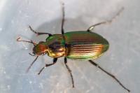 Poecilus cupreus