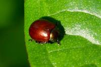 Chrysolina polita