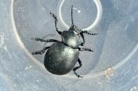 Timarcha tenebricosa