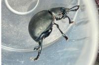 Timarcha tenebricosa