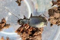 Platynus assimilis