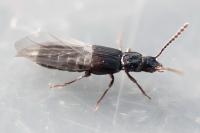 Coprophilus striatulus
