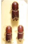 Ips sexdentatus