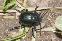 Timarcha goettingensis