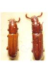 Corticeus unicolor