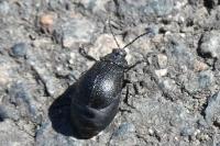 Galeruca tanaceti