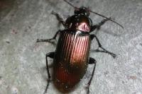 Poecilus cupreus