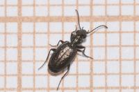 Syntomus foveatus