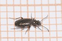 Syntomus foveatus