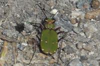 Cicindela campestris