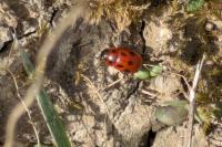 Gonioctena fornicata