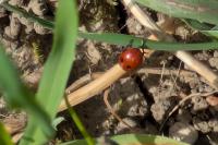 Gonioctena fornicata