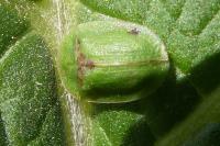 Cassida rubiginosa