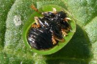 Cassida rubiginosa