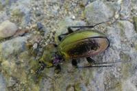 Carabus nemoralis