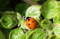 Coccinella septempunctata