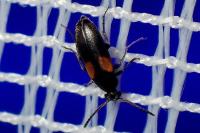 Anaspis fasciata
