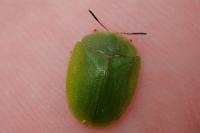 Cassida viridis
