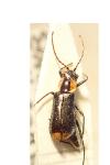 Axinotarsus marginalis