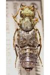 Ontholestes murinus