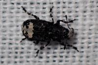 Tropideres albirostris