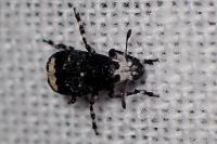 Tropideres albirostris