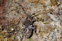 Mesosa nebulosa