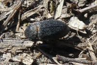 Dermestes