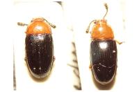 Triplax russica