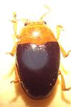 Triplax lepida