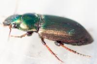 Harpalus