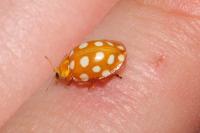 Halyzia sedecimguttata