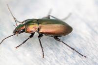 Poecilus cupreus