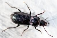 Pterostichus