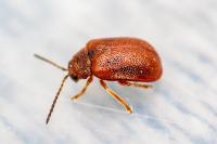 Lochmaea crataegi