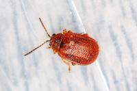 Lochmaea crataegi