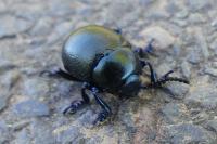 Timarcha goettingensis