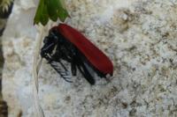 Pyrochroa coccinea