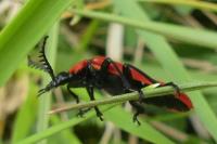 Pyrochroa coccinea