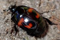 Hister quadrimaculatus