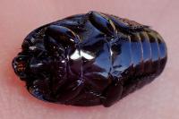 Hister quadrimaculatus