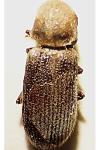 Priobium carpini