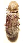 Priobium carpini