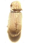 Hadrobregmus denticollis
