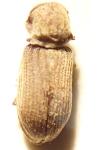 Hadrobregmus denticollis