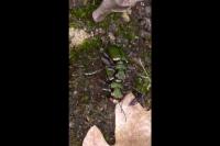 Cicindela campestris
