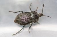 Phosphuga atrata