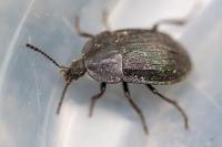 Phosphuga atrata