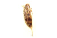 Orchesia undulata